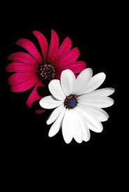 34 Amazing Wallpaper For Iphone X Iphone Wallpaper Iphone Background Iphone Wallpaper Tumblr Blumen Hintergrunde Hintergrundbilder Blumen Fotografie Blumen We've gathered more than 5 million images uploaded by our users and sorted them by the most popular ones.