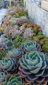 Landscape Design Gardenlandscapeideas Design Gardenlandscapeideas Landscape Ro Succulent Landscape Design Succulent Garden Landscape Succulent Landscaping