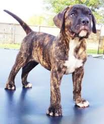 The presa canario's ancestry probably includes the now extinct naive and indigenous bardino majero crossed with imported english mastiffs. Pin By Nina Kk On Puppies Cute Animals Cute Dogs I Love Dogs