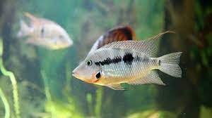 How Fast Do Firemouth Cichlids Grow 4 Tips To Accelerate Growth