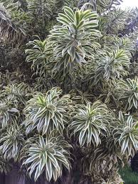 Image result for Dracaena camerooniana