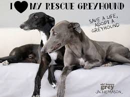 11391146 660802984052304 1275229970769183668 N Jpg 720 540 Grey Hound Dog Greyhound Rescue Greyhound Adoption