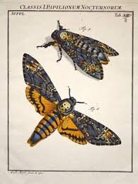 Framed death head moth display by bug under glass (3) $74. 56 Deaths Head Moth Ideas In 2021 Deaths Head Moth Moth Moth Tattoo