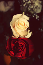 Red, purple, white, and combinations of all of. Love Photography Red Cute Beautiful White Flowers Pink Colorful Rose Roses Love