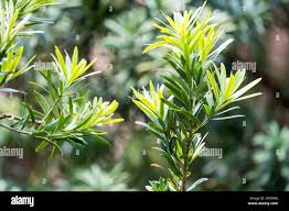 Image result for Podocarpus milanjianus