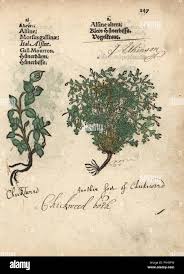 Chickweed Varieties Stellaria Media Handcoloured Woodblock Engraving Of A Botanical Illustration From Adam Lonicer S Krauterbuch Or Herbal Frankfurt 1557 This From A 17th Century Pirate Edition Or Atlas Of Illustrations Only With
