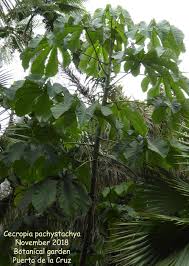 Image result for Cecropia pachystachya
