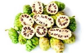 It belongs to the family of rubiaceae, the when ripening on the tree, the noni fruit gives out a pungent odor, hence it's also known as cheese. Noni Fruits Farming For Health Benefits Franchise Business And Entrepreneur