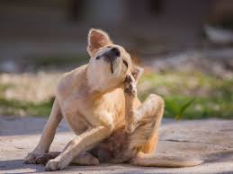 Doja cat pictures and photos. How To Soothe Hot Spots On Dogs