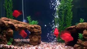Check spelling or type a new query. My Parrot Fish 90 Gallon Aquarium Video Dailymotion