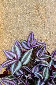 Just keep it safe from the harsh afternoon sun exposure. Can Inch Plant Survive Outdoors Caring For Inch Plant In Gardens