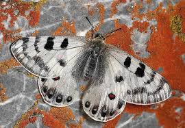 Image result for Parnassius apollo