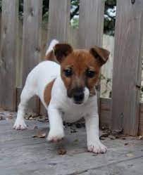 Short Jack Russell Puppies For Sale Jack Russell Terrier Puppy Breeder With Jack Russell Terri Jack Russell Puppies Jack Russell Terrier Puppies Jack Russell