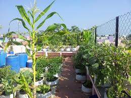 More images for how to make roof garden step by step » Roof Gardening 21 Steps With Pictures Instructables