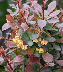 Image result for Berberis thunbergii