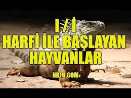 I I Harfiyle Baslayan Hayvanlar Youtube