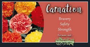 Disdain, disappointment and rejection are the sentiments expressed by this pale yellow flower. Carnation Meaning Symbolism January Birth Flower Flower Meanings