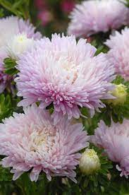 Pin On Cultivars