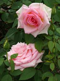 Hybrid Tea Rose Falling In Love Hybrid Tea Roses Rose Flower Beautiful Flowers