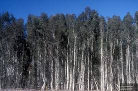 Image result for Melaleuca quinquenervia
