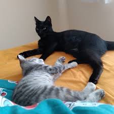 Catofday Panosundaki Pin