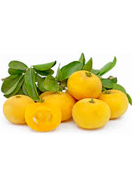 Image result for Dovyalis sp. A