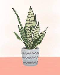 Mother In Law S Tongue Finished Motherinlawstongue Plantpower Plants Succulents Preoccupied Drawing Sk Mother In Law Tongue Plant Powered Plants