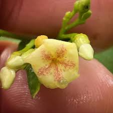 Image result for Tabernanthe elliptica