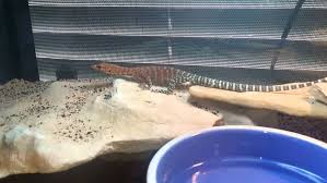 Click here for more information about australian monitors. Pilbara Rock Monitor Facts And Pictures