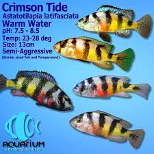 On a us nuclear missile sub, a young first officer stages a mutiny to prevent his trigger happy captain from launching his missiles before confirming his orders to do so. Crimson Tide Cichlid 5cm Aquarium Central