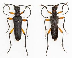 Image result for Stenostelma corniculatum