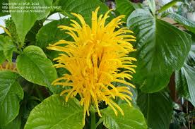 Image result for Justicia aurea