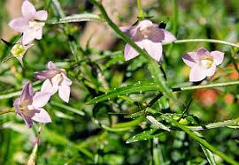 Image result for Wahlenbergia flexuosa