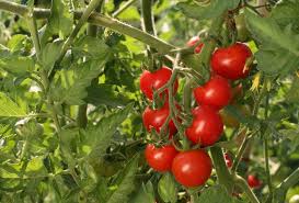 Comment Reussir La Culture De La Tomate Cerise Conseils Utilisation Tomates Cerises Potager Tomates Tomates
