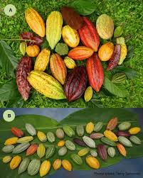• the cocoa market liberalization (1986) resulted in the numerous traders and marketers involved in the value chain. Cacao Theobroma Cacao L Breeding Springerlink