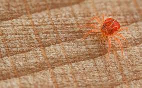 Spider bites can cause redness, pain and swelling, or you may not notice them at all. How To Get Rid Of Spider Mites Kings Plant Doctor