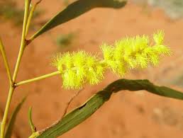 Image result for Buchnera leptostachya