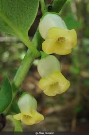Image result for Diospyros virgata