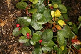 Image result for Galenia procumbens