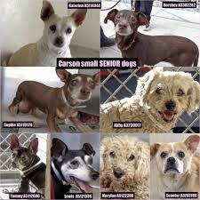 Information on pets available for adoption is updated every 15 minutes and is no guarantee that a pet will still be available when you arrive. 10 31 17 Two Seniors Left Carson Ca All Adopted Except A5122398 Marylou 9yrs A5112686 Tommy 10yrs Old Interested I Dog Adoption Senior Dog Dogs