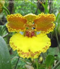 Image result for Ozoroa gomesiana