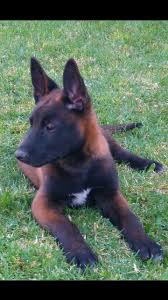 Omg La Hermosa Coloracion Y Me Encanta La Elegancia Del Mal Rauber Recetas De Dietas Malinois Puppies Malinois Dog Belgian Malinois Dog