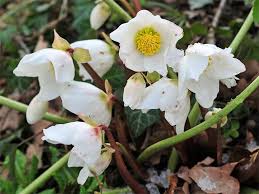 Was bluht im winter gartennatur. Typische Winterblumen Fur Draussen Und Drinnen Von A Z