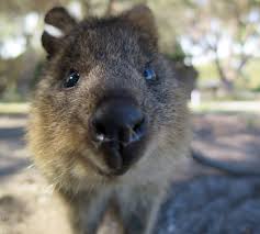 Quokka 11 Facts About Australia S Cutest Animal