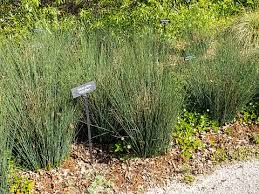 Image result for Juncus
