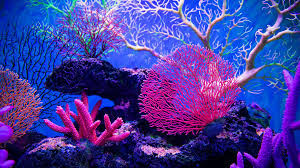 The megafires of california drought, housing expansion, and oversupply of tinder make for bigger, hotter fires in the western united states. Ä'á» Thi Ielts Reading Va Ä'ap An The Megafires Of California