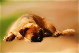 This article will help you to learn how to draw dogs in several different styles. Drawing Colored Pencil Drawing Paint Color Painted Draw Art Dog Piqsels