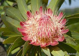 Protea Caffra Flower Protea Flower Flowers Trees To Plant