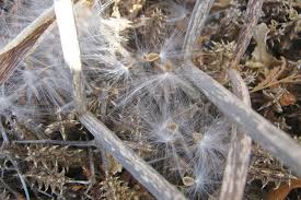 Image result for Piaranthus atrosanguineus