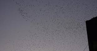 طيور مهاجرة في سماء طرابلس لبنان Celestial Body Outdoor